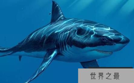 世界三大可怕的鲨鱼