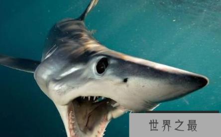 世界三大可怕的鲨鱼