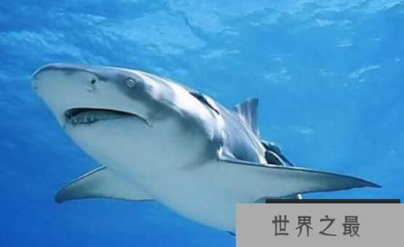 世界三大可怕的鲨鱼