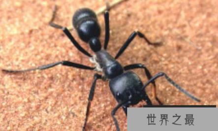 世界上十大最凶猛的蚂蚁