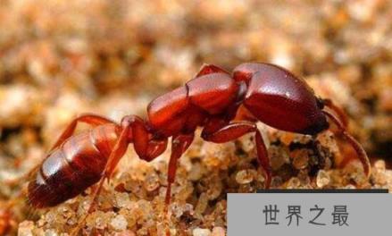 世界上十大最凶猛的蚂蚁