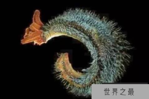 海洋中最神秘的十大生物