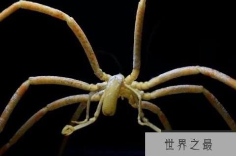 海洋中最神秘的十大生物
