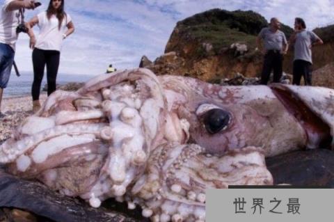 海洋中最神秘的十大生物