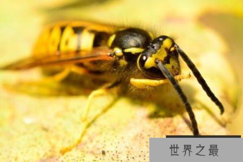 世界最厉害的十大蜂