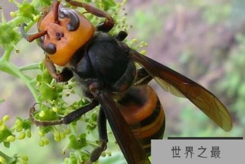 世界最厉害的十大蜂