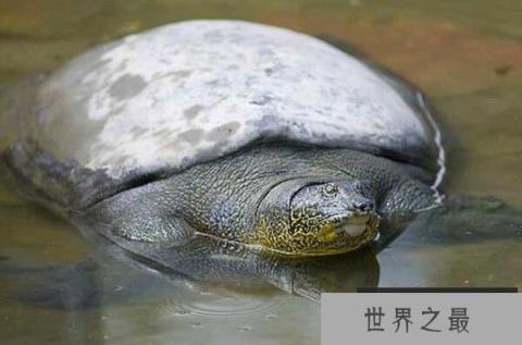 世界寿命最长的十大龟类