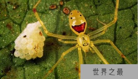 世界上最罕见的笑脸蜘蛛