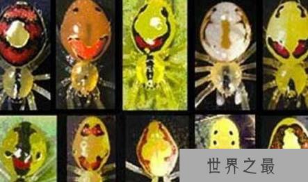 世界上最罕见的笑脸蜘蛛