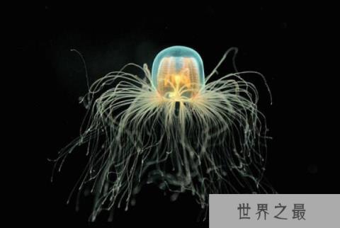 世界上寿命最长的动物