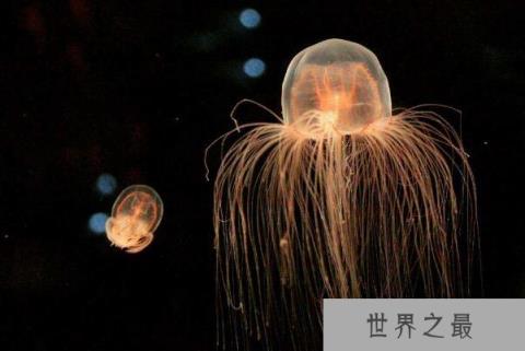 世界上寿命最长的动物