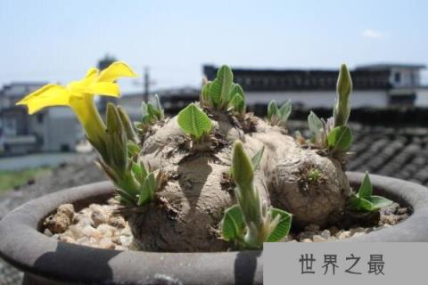世界上最珍贵的花