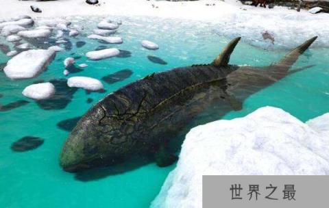 世界上最大的硬骨鱼类：利兹鱼
