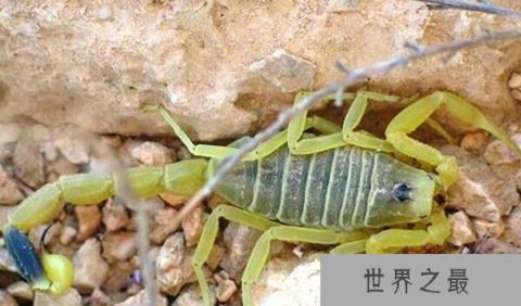 世界上最恐怖的虫子