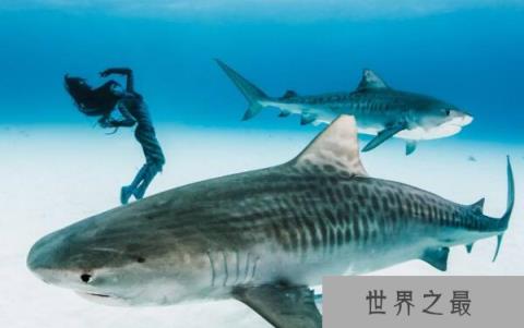 世界上最大的虎鲨