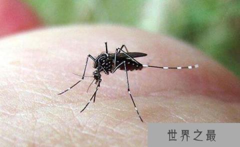 世界上最恐怖的虫子