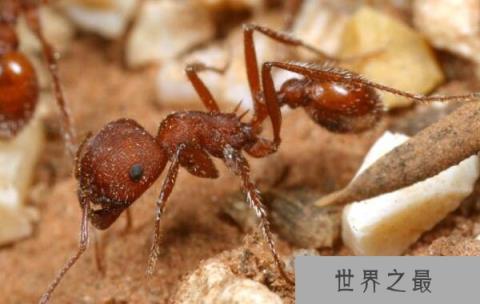 世界上最恐怖的虫子