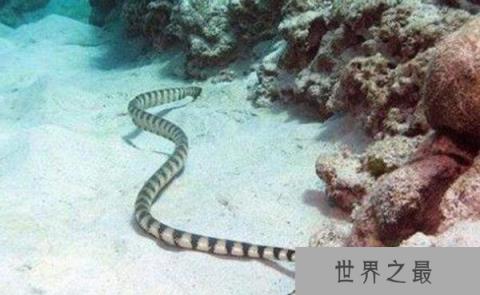 世界上最毒的蛇：贝尔彻海蛇