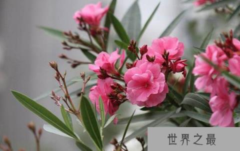 地球上最具毒性的植物：夹竹桃