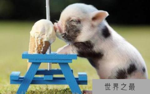 世界上最小的猪