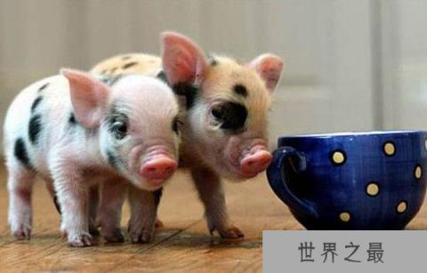 世界上最小的猪