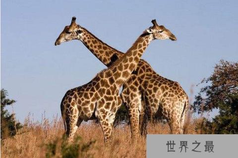 世界上最高的动物：长颈鹿