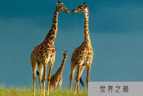 世界上最高的动物：长颈鹿