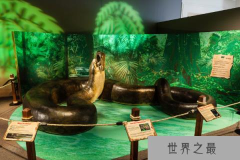远古最大的蛇：泰坦蟒