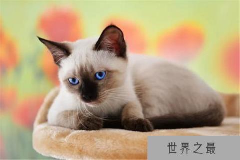 世界上体型最小的猫：新加坡猫