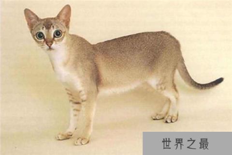 世界上体型最小的猫：新加坡猫