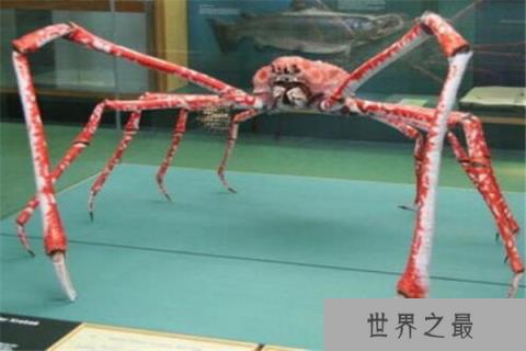世界上最大的螃蟹王：杀人蟹