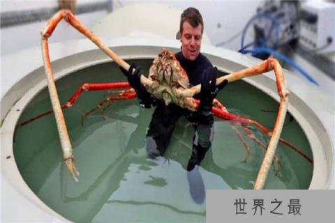 世界上最大的螃蟹王：杀人蟹