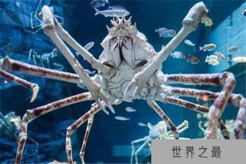 世界上最大的螃蟹王：杀人蟹