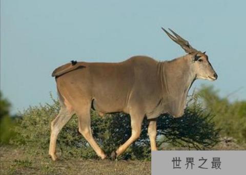 世界上最大的羊类，大羚羊