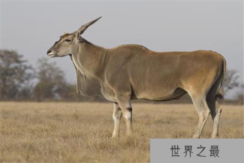 世界上最大的羊类，大羚羊