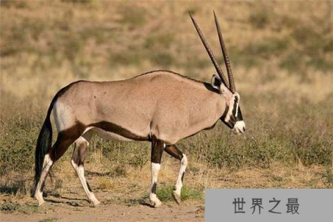 世界上最大的羊类，大羚羊
