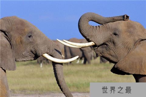 世界上最高的大象有多高：高度达4米