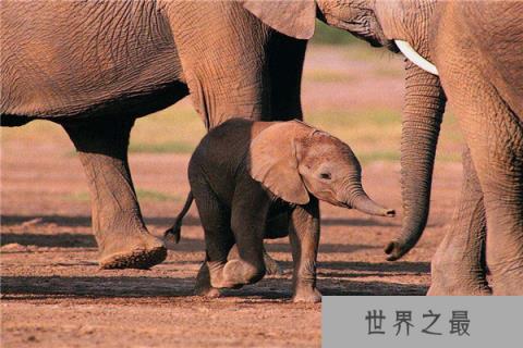 世界上最高的大象有多高：高度达4米