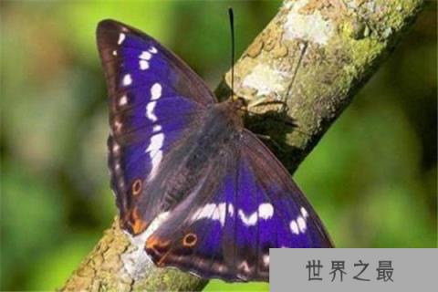 世界上最神秘的蝴蝶：紫色帝王蝶颜色稀有特美丽