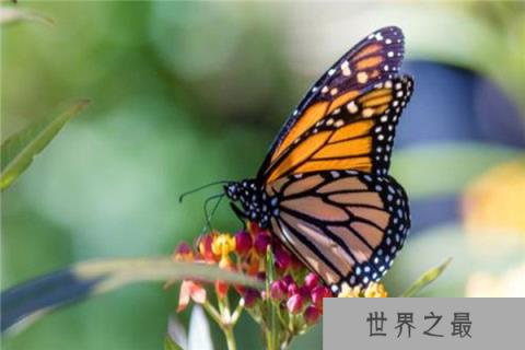 世界上最神秘的蝴蝶：紫色帝王蝶颜色稀有特美丽