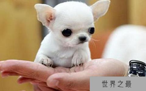 世界上最有趣的动物