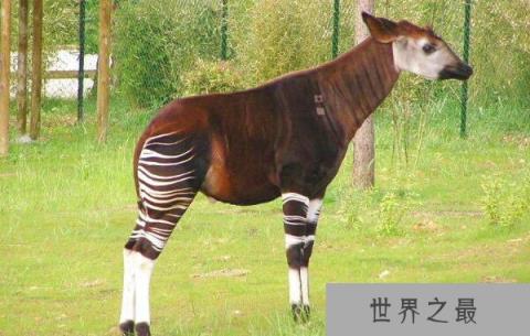 世界上最有趣的动物