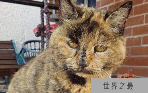 世界上年龄最大的猫：花斑家猫活了34岁