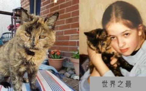 世界上年龄最大的猫：花斑家猫活了34岁