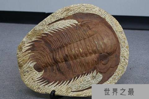 地球上7大史前动物