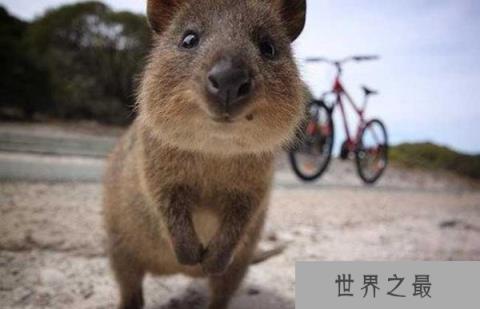 世界上最开心的动物：短尾矮袋鼠见到人类就笑卖萌