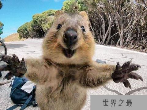 世界上最开心的动物：短尾矮袋鼠见到人类就笑卖萌