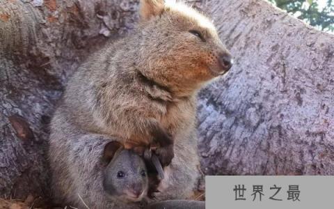 世界上最开心的动物：短尾矮袋鼠见到人类就笑卖萌