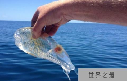 比海水还要清澈的鱼：樽海鞘全身透明
