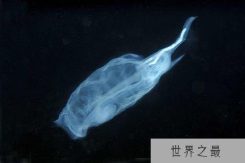 比海水还要清澈的鱼：樽海鞘全身透明